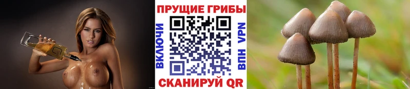 Псилоцибиновые грибы Cubensis  Купить закладки  Козельск 